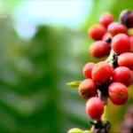 Rondônia deve ter aumento de 4% na safra de café em 2024, aponta Governo