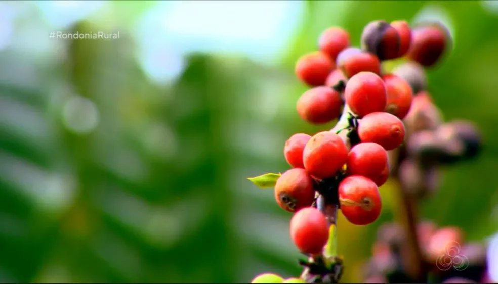 Rondônia deve ter aumento de 4% na safra de café em 2024, aponta Governo