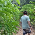 Na Amazônia, indígenas produzem café premiado sem agrotóxicos e irrigação