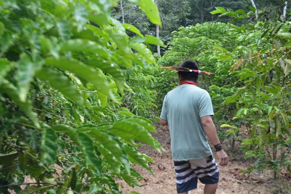 Na Amazônia, indígenas produzem café premiado sem agrotóxicos e irrigação
