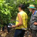 Medidas de prevenção e controle de pragas contribuem para produtividade e qualidade do cacau em Rondônia
