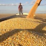 Preço do milho dispara no mercado internacional; veja cotação