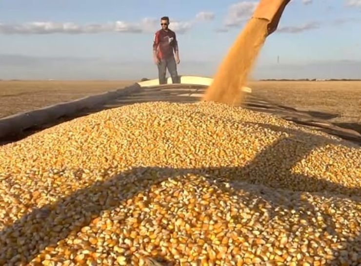 Preço do milho dispara no mercado internacional; veja cotação