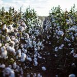 Cercas de qualidade auxiliam no cultivo do algodão